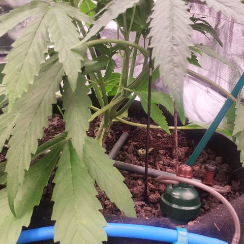 Random Bud 1 growlog timeline photo