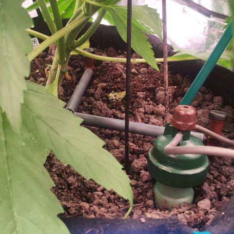 Random Bud 1 growlog timeline photo