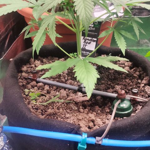 Random Bud 2 growlog timeline photo