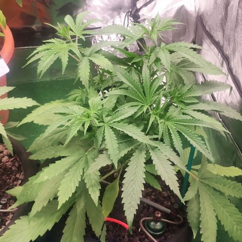 Random Bud 1 growlog timeline photo