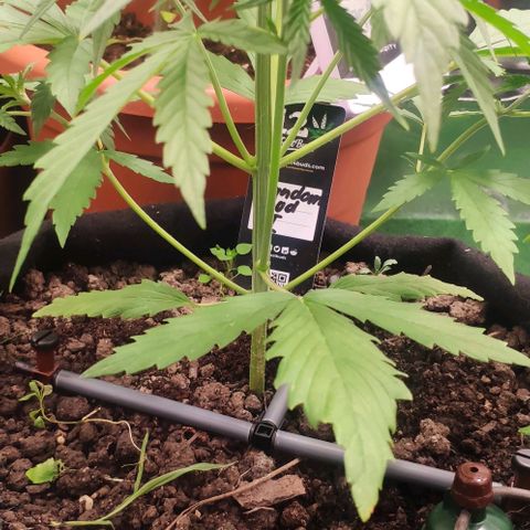 Random Bud 2 growlog photo: LST