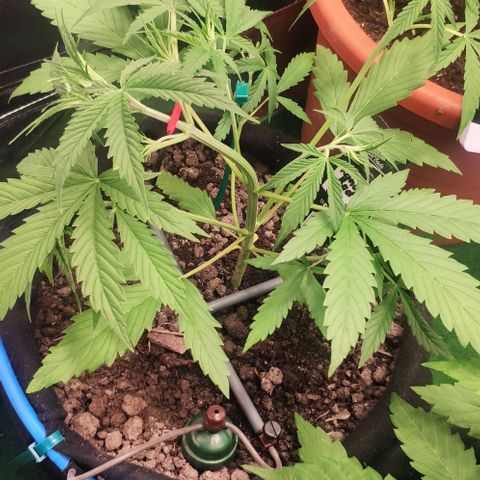 Random Bud 2 growlog photo: LST