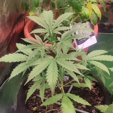 Random Bud 2 growlog photo: LST