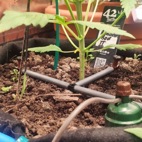 Random Bud 2 growlog photo: LST
