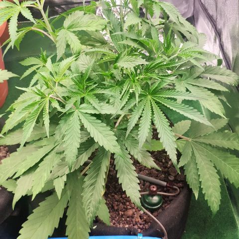 Random Bud 1 growlog timeline photo