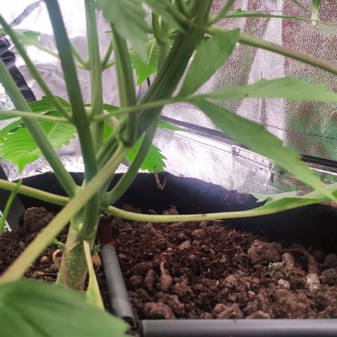 Random Bud 1 growlog timeline photo