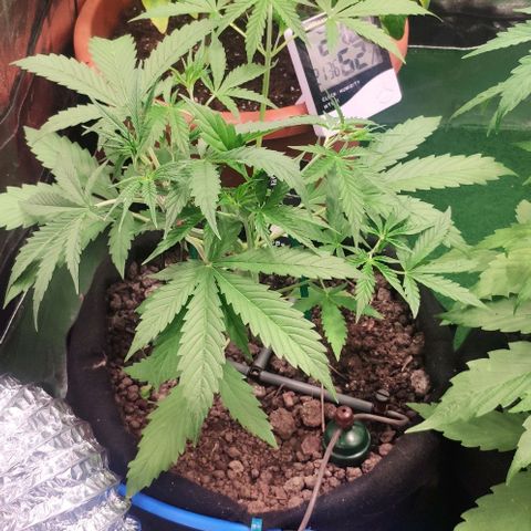 Random Bud 2 growlog timeline photo