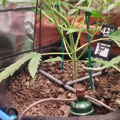 Random Bud 2 growlog timeline photo