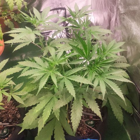 Random Bud 1 growlog timeline photo
