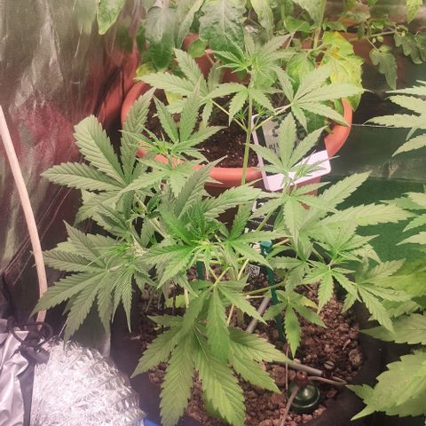 Random Bud 2 growlog timeline photo