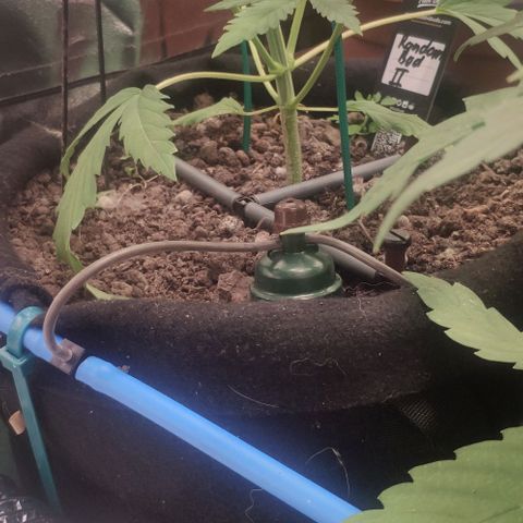 Random Bud 2 growlog timeline photo