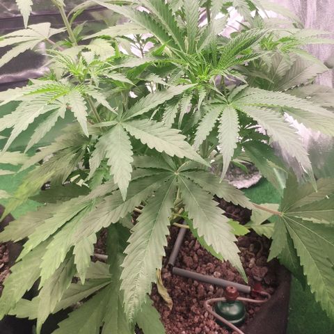 Random Bud 1 growlog timeline photo