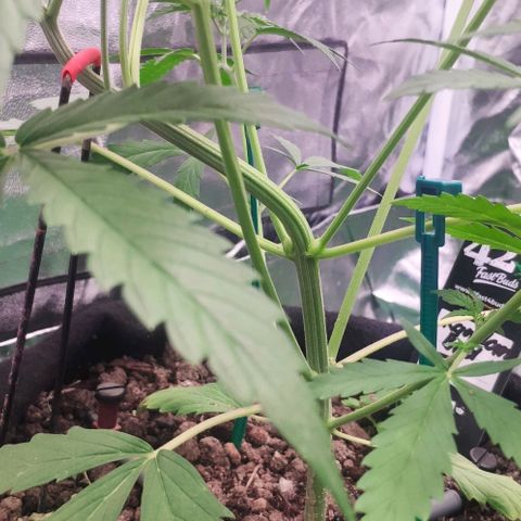 Random Bud 2 growlog timeline photo