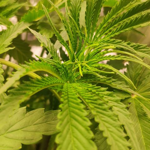 Random Bud 1 growlog timeline photo
