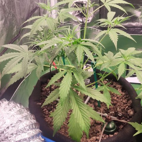 Random Bud 2 growlog timeline photo