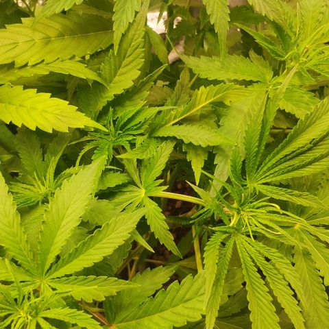 Random Bud 1 growlog timeline photo