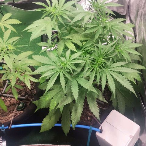 Random Bud 1 growlog timeline photo
