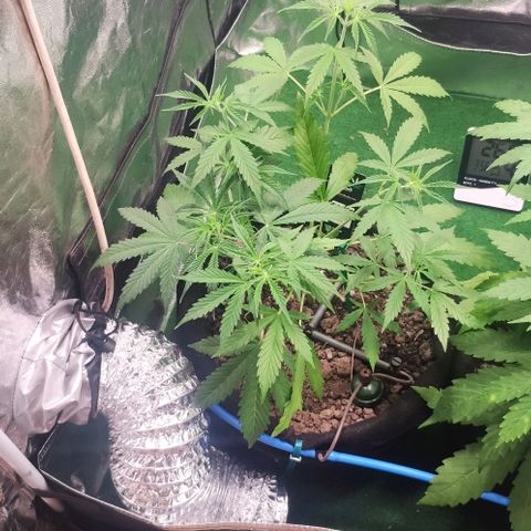 Random Bud 2 growlog timeline photo