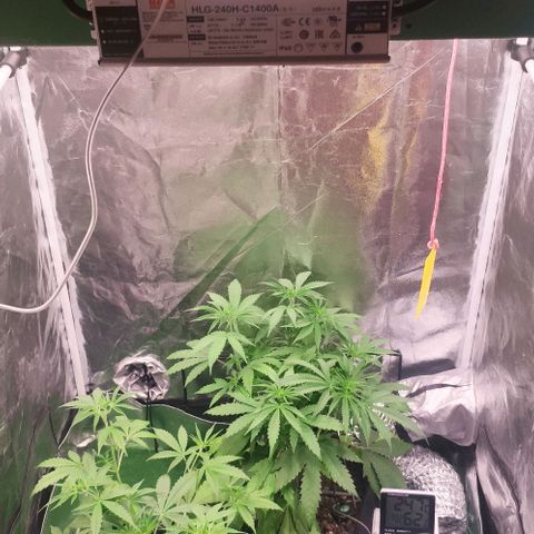 Fast Buds Banana Purple Punch  growlog timeline photo
