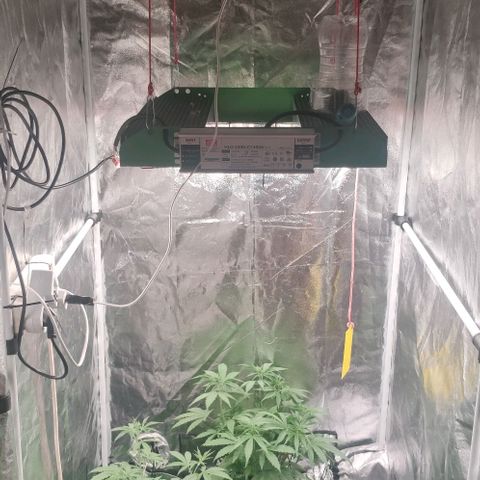 Fast Buds Banana Purple Punch  growlog timeline photo