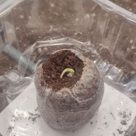Fast Buds Banana Purple Punch  growlog timeline photo