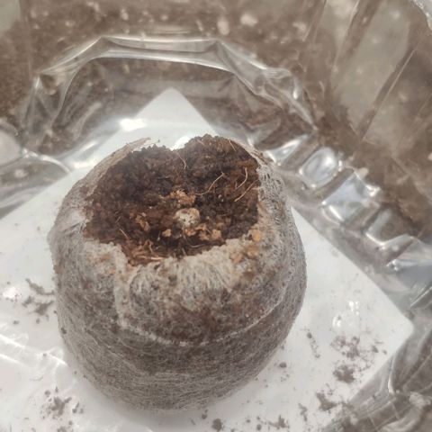 Fast Buds Banana Purple Punch  growlog timeline photo