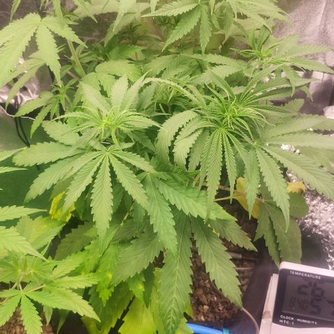 Random Bud 1 growlog timeline photo