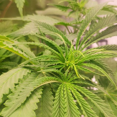 Random Bud 1 growlog timeline photo