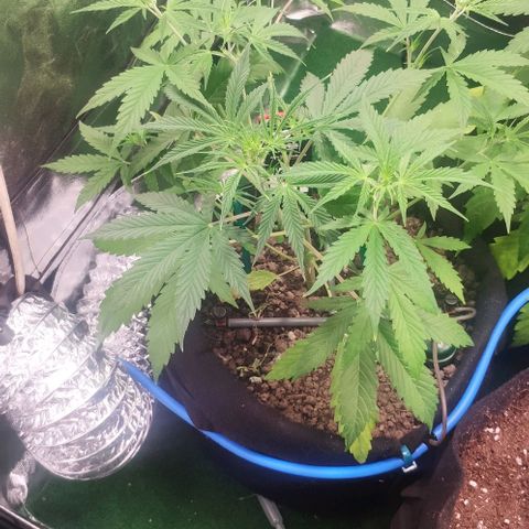 Random Bud 2 growlog timeline photo