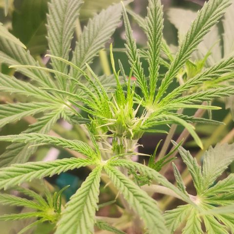 Random Bud 2 growlog timeline photo