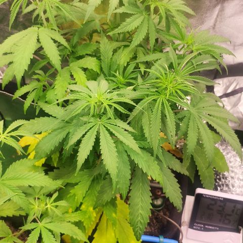 Random Bud 1 growlog timeline photo