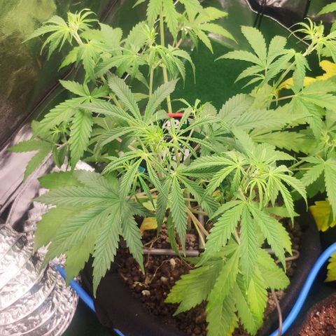 Random Bud 2 growlog timeline photo