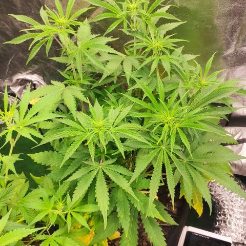 Random Bud 1 growlog timeline photo