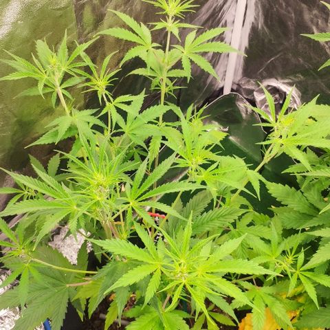 Random Bud 2 growlog timeline photo
