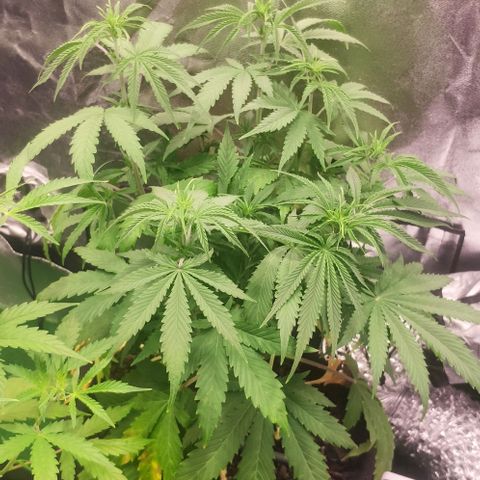Random Bud 1 growlog timeline photo