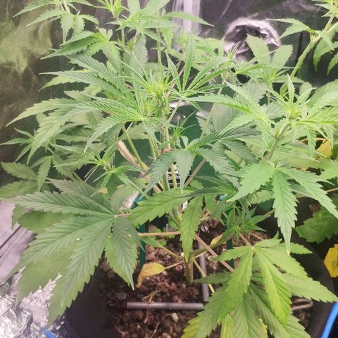 Random Bud 2 growlog timeline photo