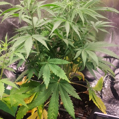 Random Bud 1 growlog timeline photo