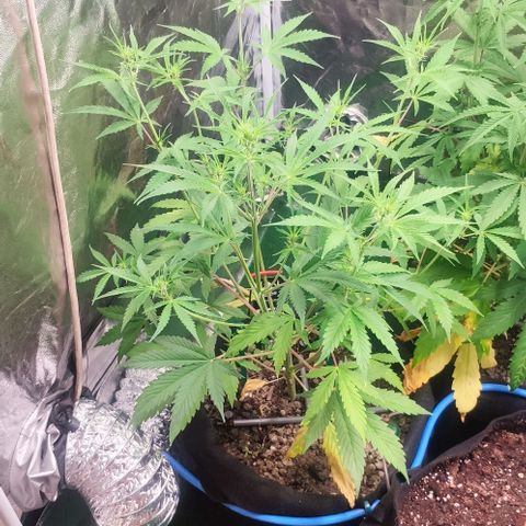 Random Bud 2 growlog timeline photo