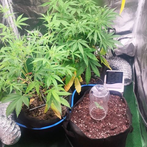 Random Bud 2 growlog timeline photo