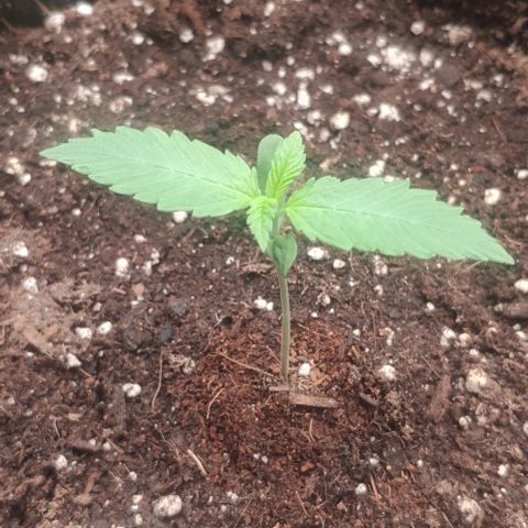 Fast Buds Banana Purple Punch  growlog timeline photo