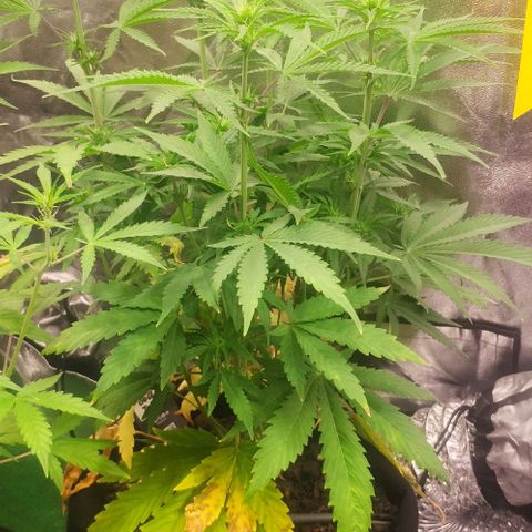 Random Bud 1 growlog timeline photo