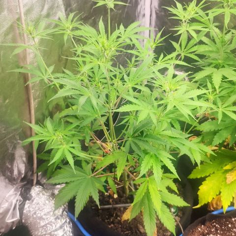 Random Bud 2 growlog timeline photo