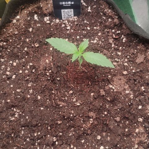 Fast Buds Banana Purple Punch  growlog timeline photo