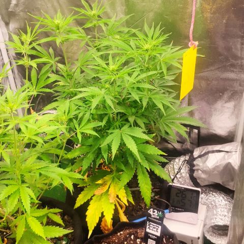Random Bud 1 growlog timeline photo