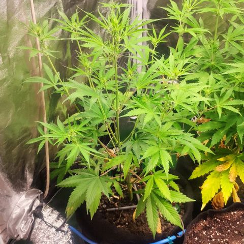 Random Bud 2 growlog timeline photo