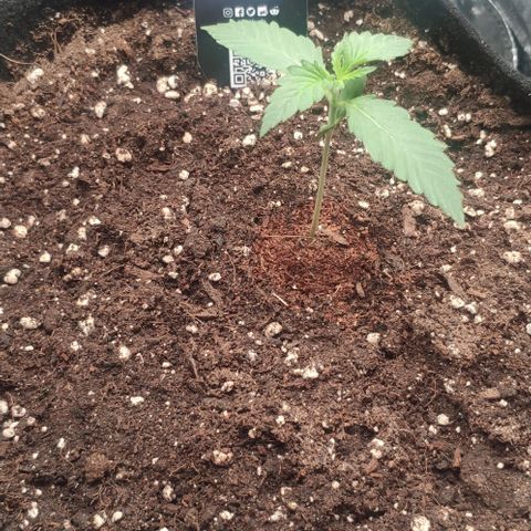 Fast Buds Banana Purple Punch  growlog timeline photo