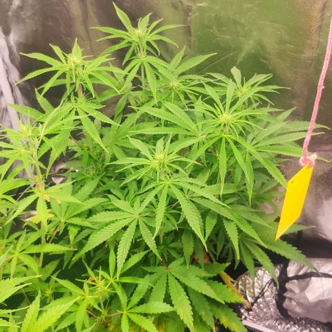 Random Bud 1 growlog timeline photo