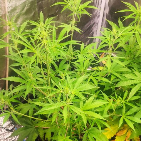 Random Bud 2 growlog timeline photo