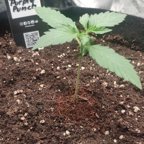 Fast Buds Banana Purple Punch  growlog timeline photo