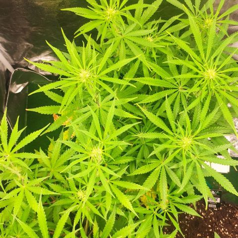 Fast Buds Banana Purple Punch  growlog timeline photo